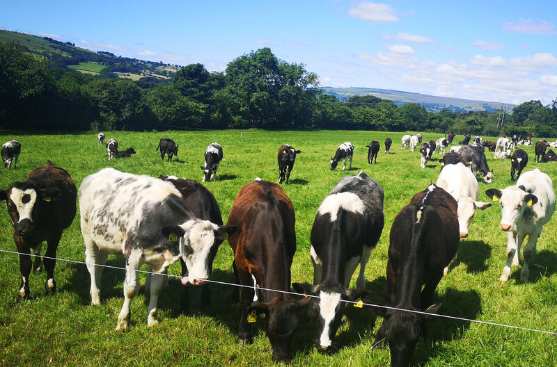 Carbon Dating - Livestock Farming